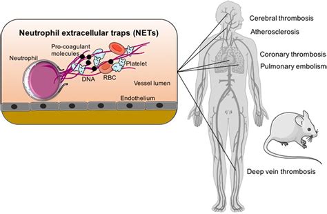 measurement of mucosal thickness of trachea mycoplasma|Presence of DNA extracellular traps but not MUC5AC and.